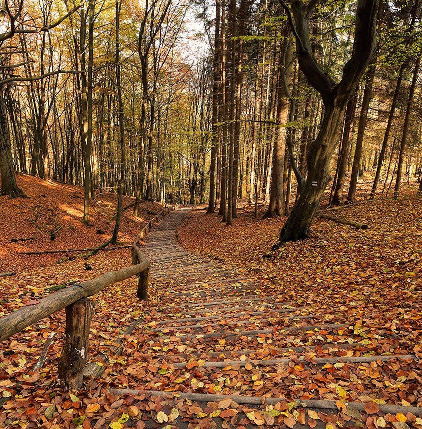 , Игорь Дубровский