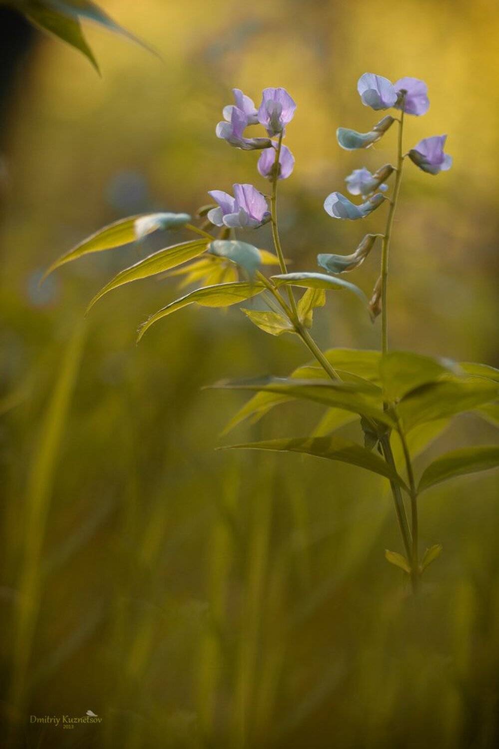 , Кузнецов Дмитрий