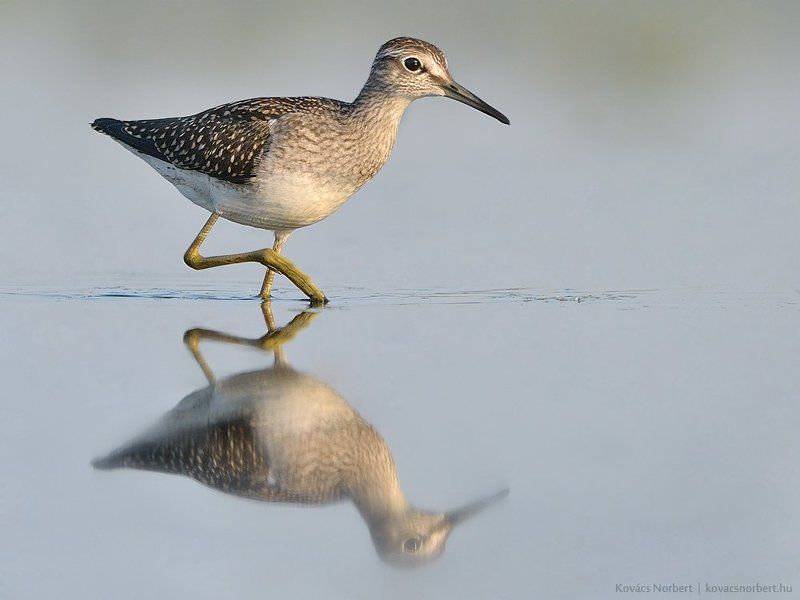 Wood Sandpiper фото превью