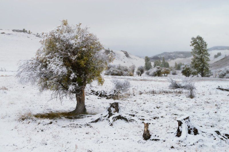 первый снег фото превью