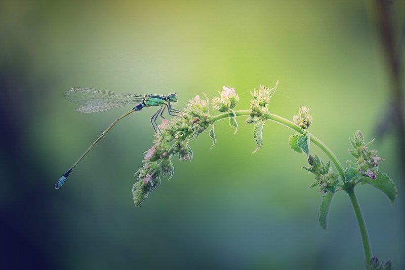 balance фото превью