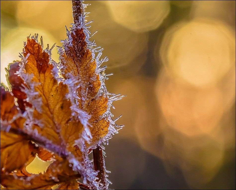 , Бурлов Андрей