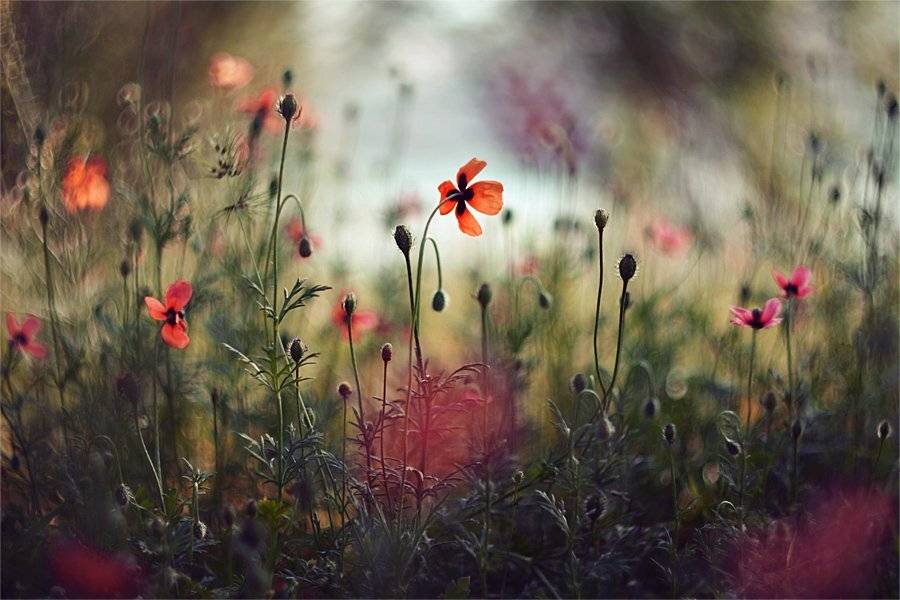 , Наталья Ова