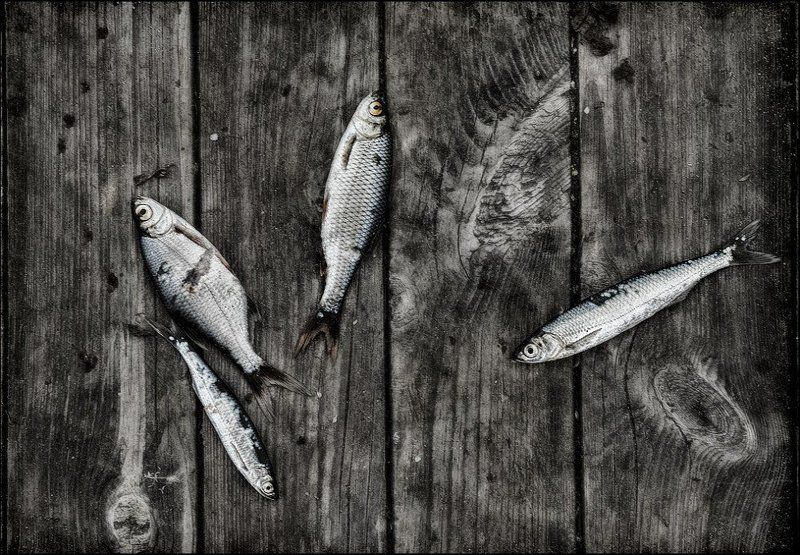 [ F] фото превью