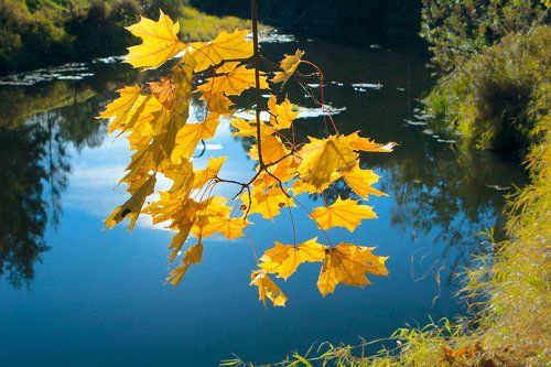 Pro красочную осень…