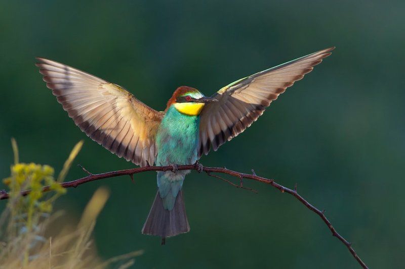 пчелояд,щурка,merops apiaster,european bee-eater Солнечный окно фото превью