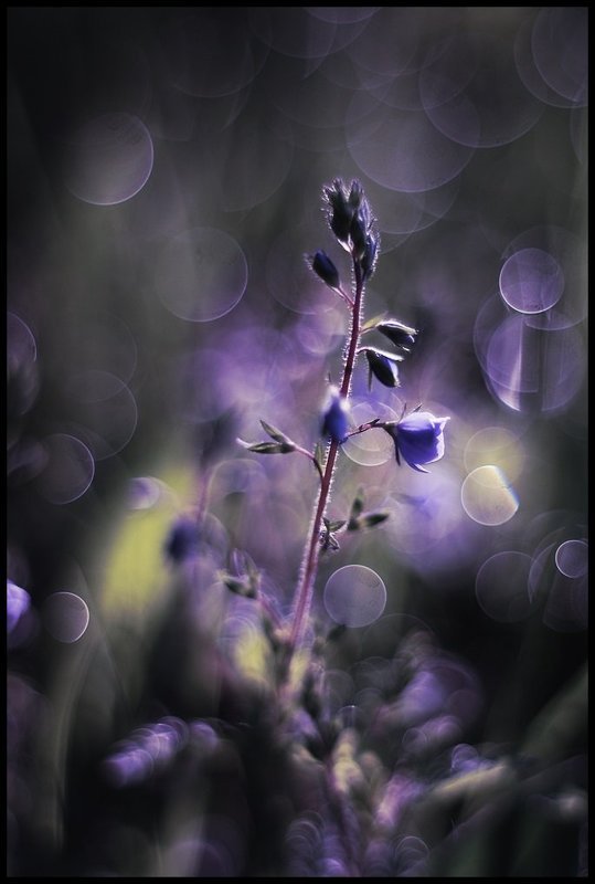 ... фото превью