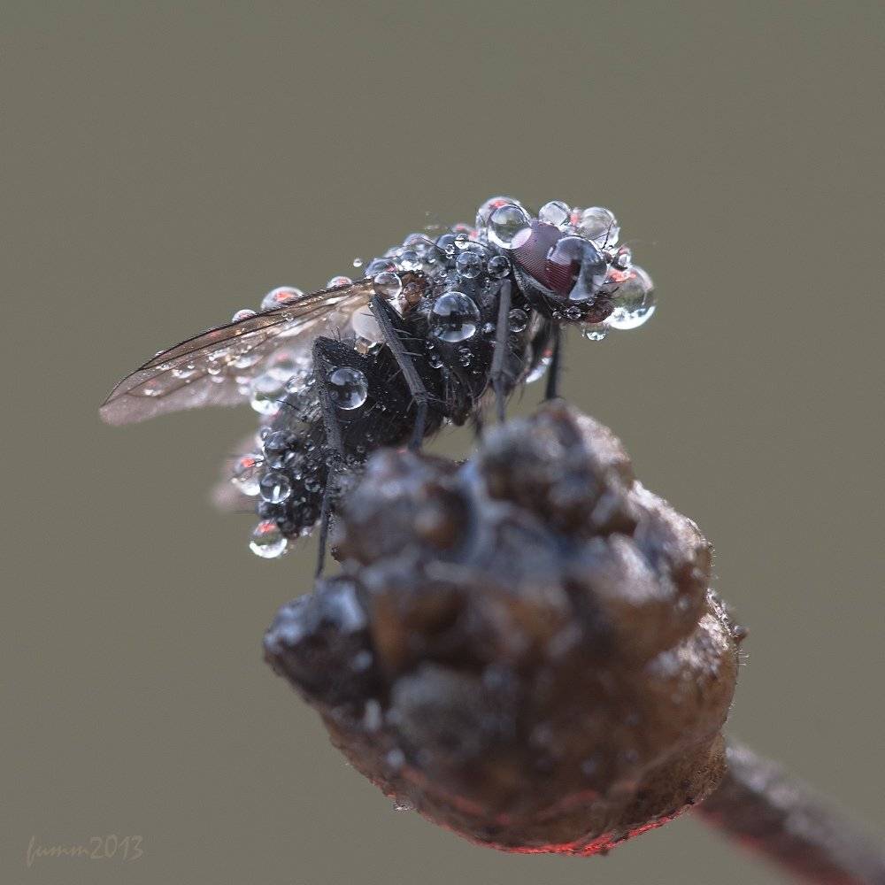 , Игорь ФУММ