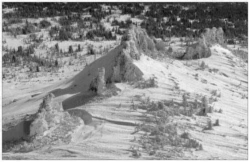 Верблюды в снегу