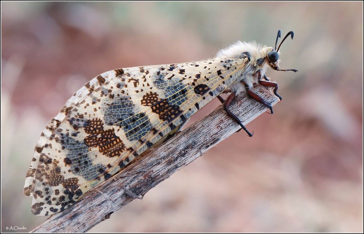 лев,муравьиный,армения,август, Александр Чувилин