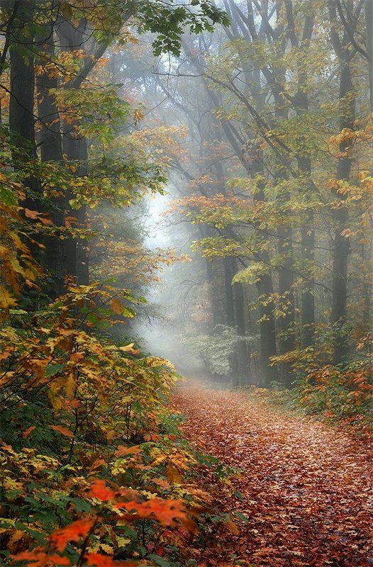 Autumn Lane фото превью