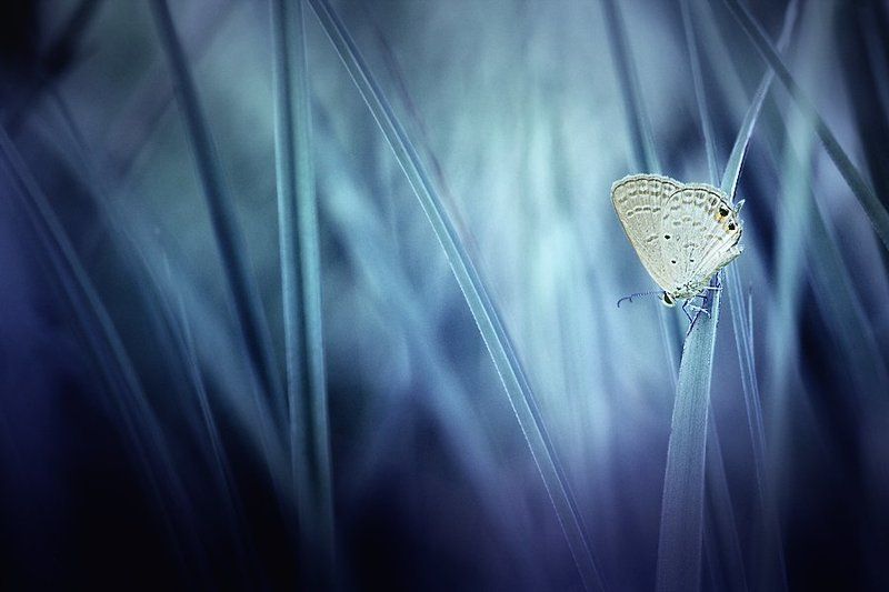 собственный фото превью