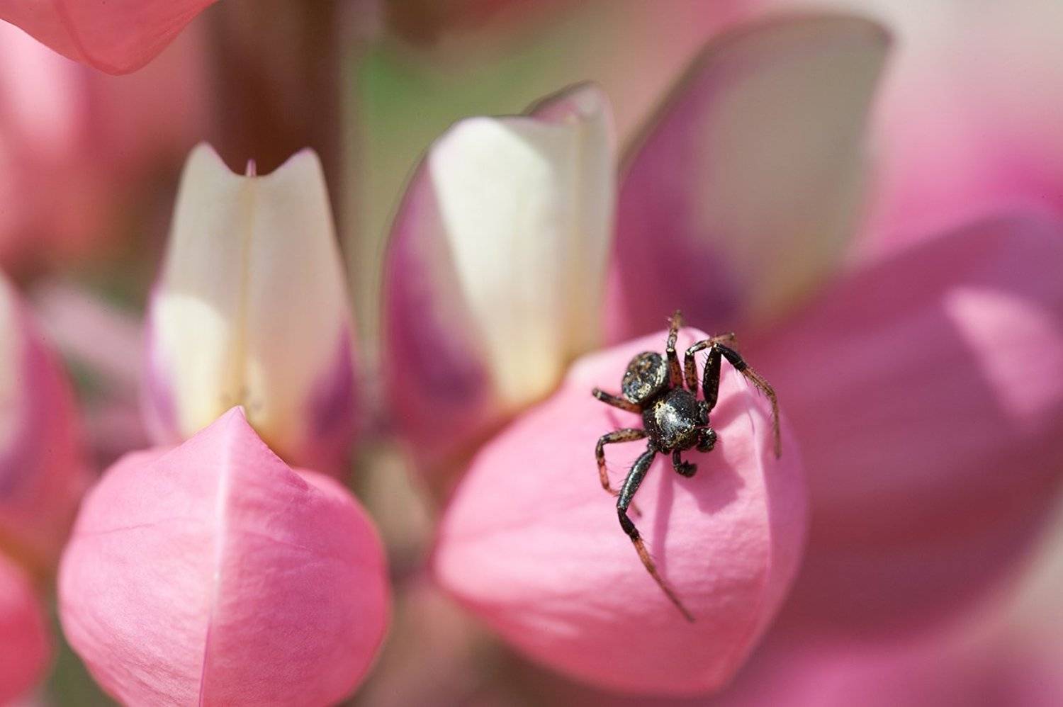 паук, природа, лето, Алексей Попов