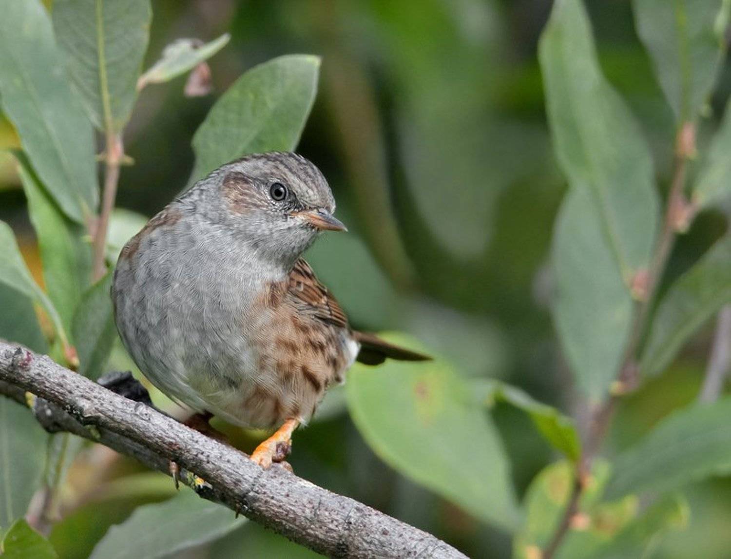 , Сергей Сильченков