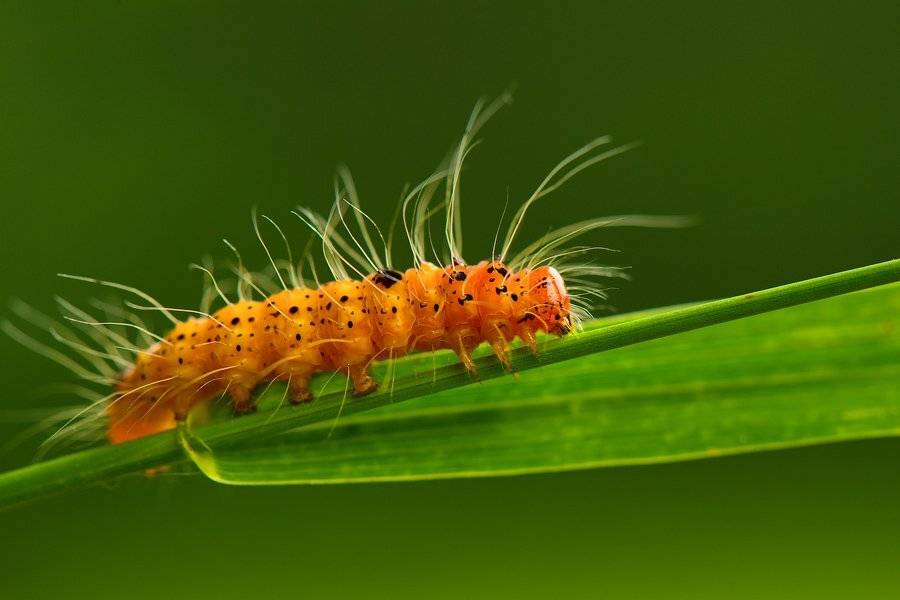 , Илья Гомыранов