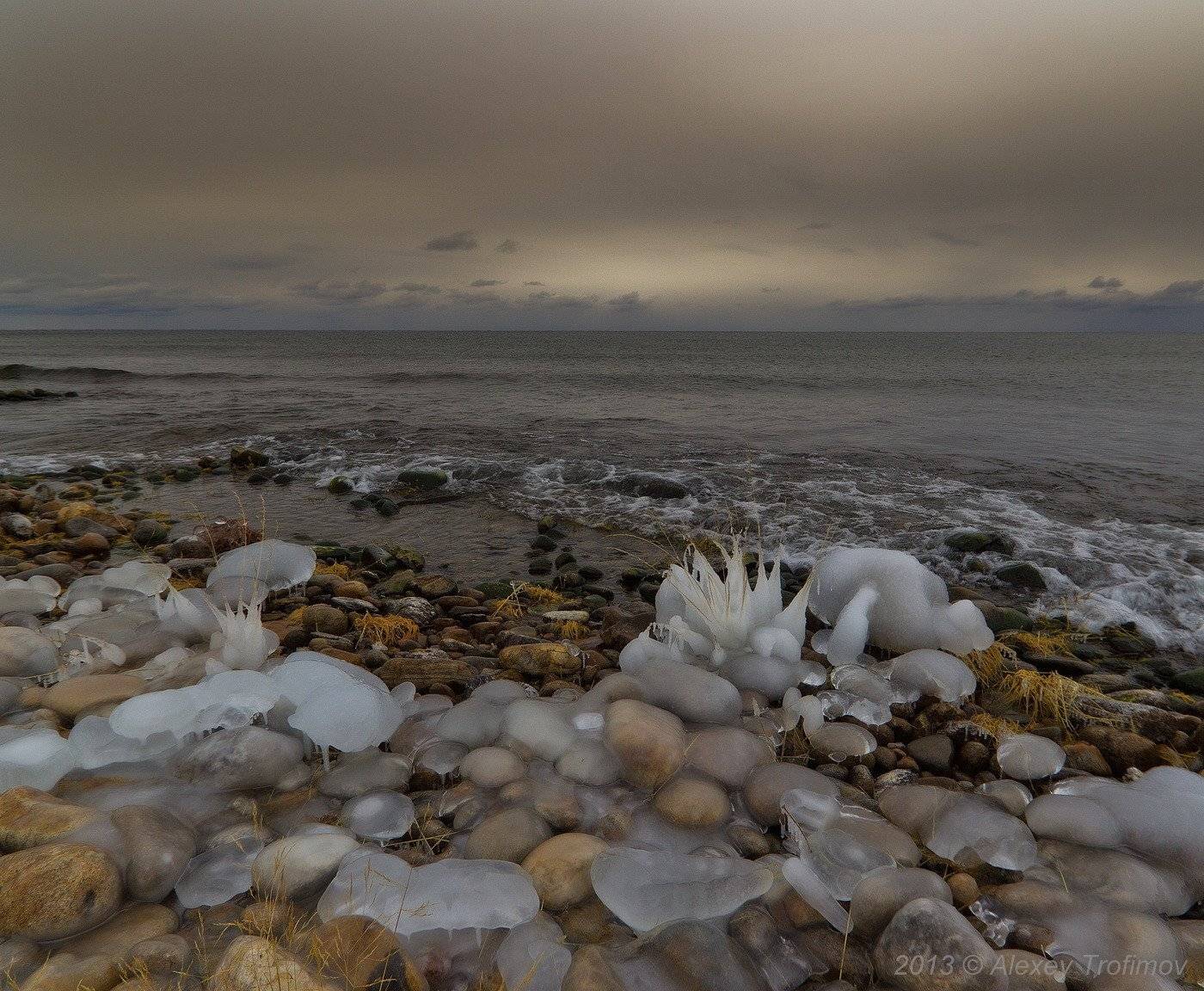 , Алексей Трофимов