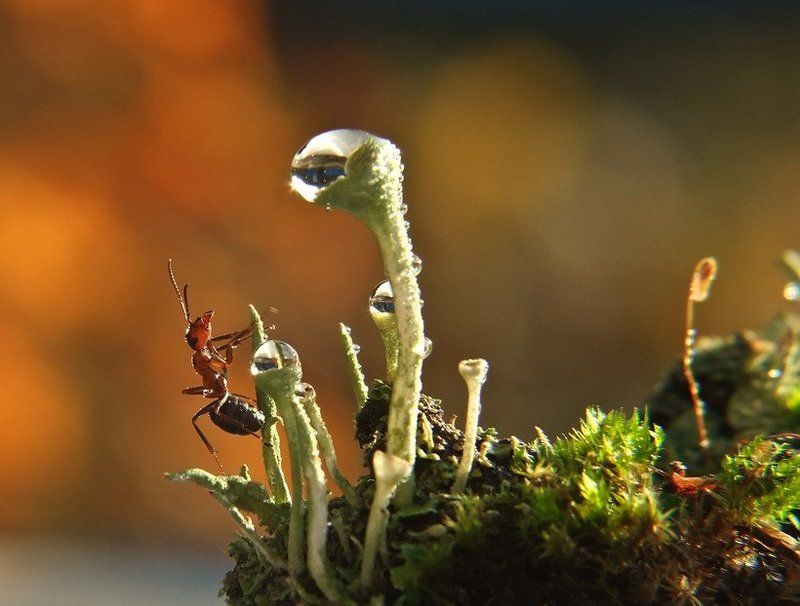 муравей Шампанское по утрам пьют только или аристократы, или дегенераты. фото превью