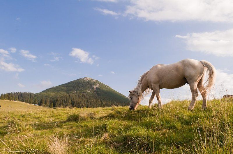 На полоныне фото превью
