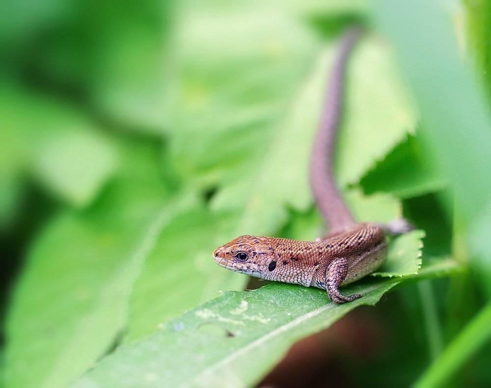 zootoca, vivipara, Alexey Gnilenkov