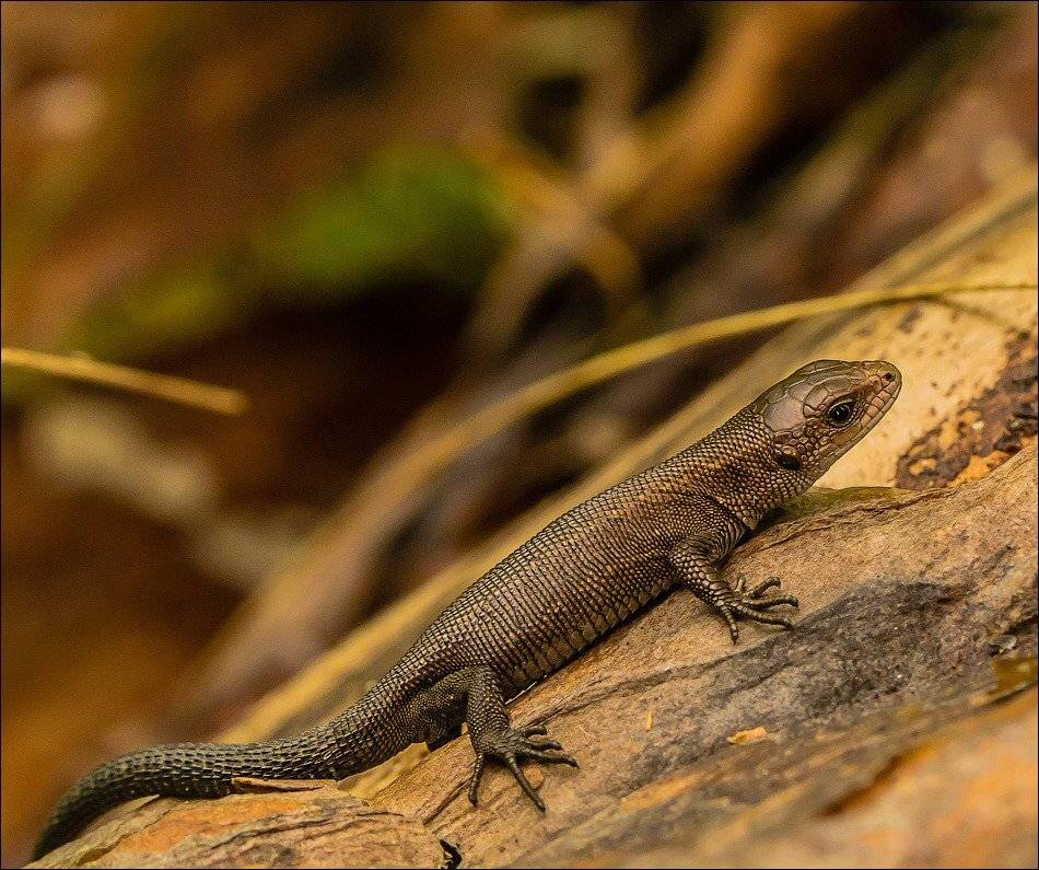 , Бурлов Андрей