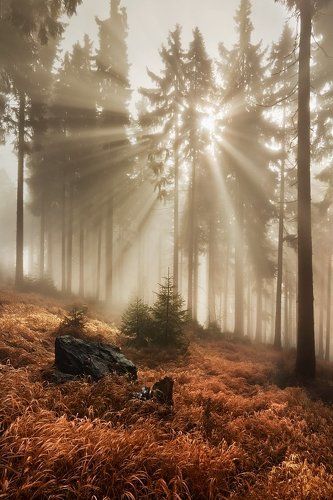 In the autumn forest