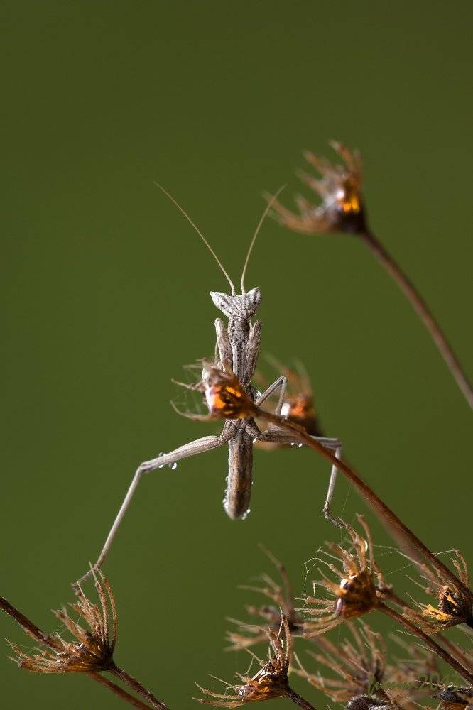 , Игорь ФУММ