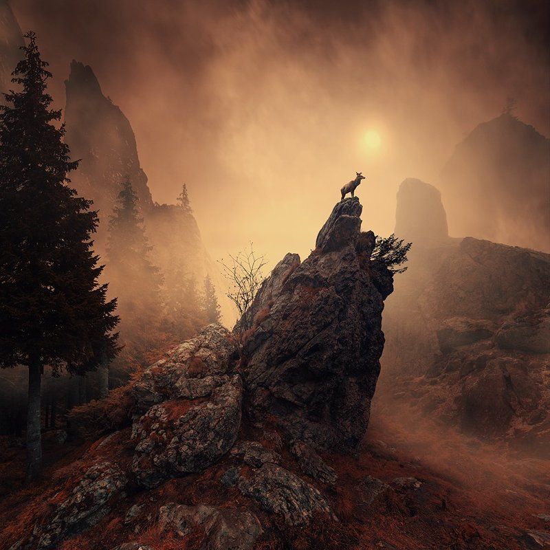 bride, child, clouds, dove, feather, fly, fog, manipulation, mist, mystery, ocean, pier, ponton, psd, red, sleeping, smoke, stage, sunset, tutorial, water, white, wife, wood,bird, cart, crow, field, fly, forest, fountain, green, ground, grounds, light, li I\'m King фото превью