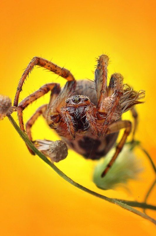 паук фото превью