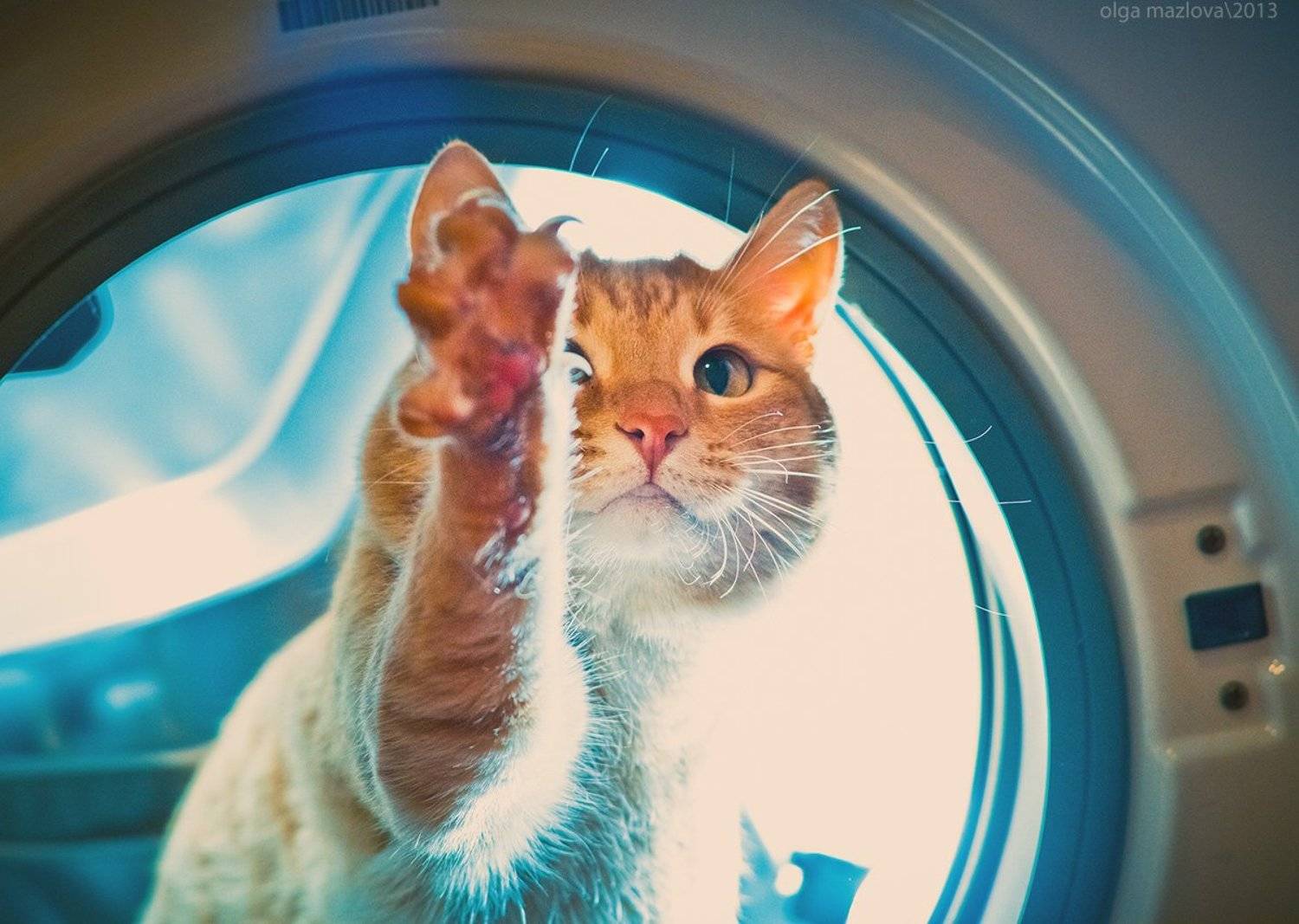 космокот, olga mazlova