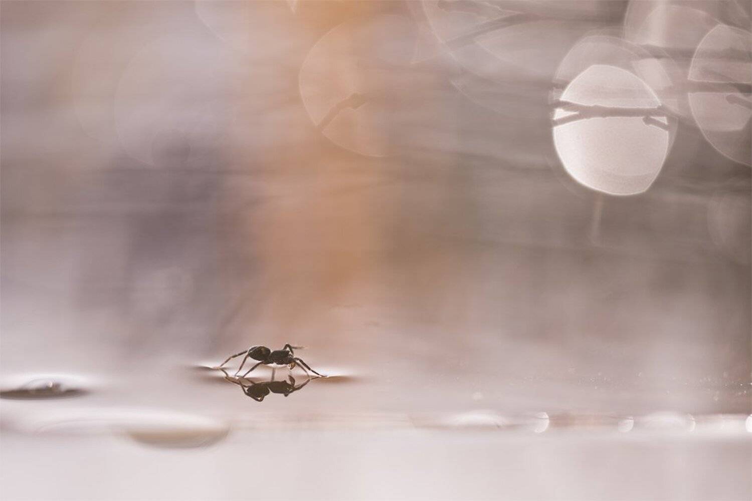 , Геннадий Мещеряков