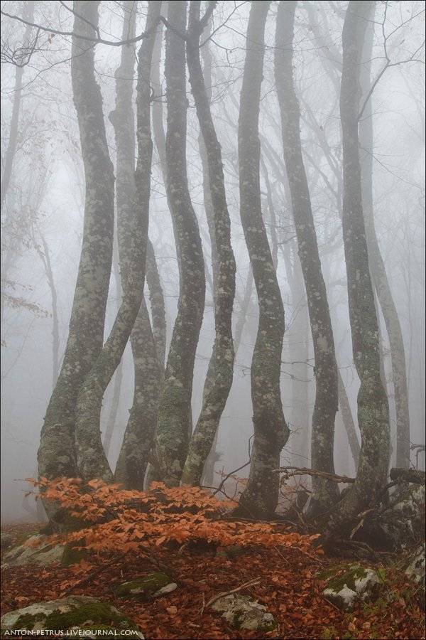 , Антон Петрусь