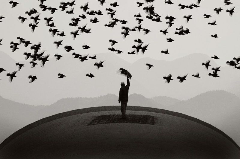 Некоторые птицы летают не могут фото превью