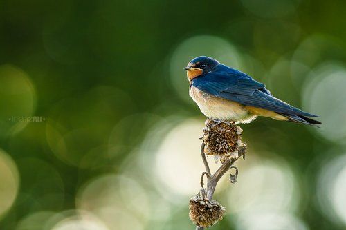Тяжелые будни деревенских ласточек