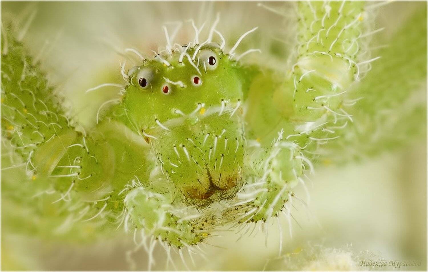 Heriaeus orientalis, Бокоход, Дреды, Паук, Надежда Муравьёва