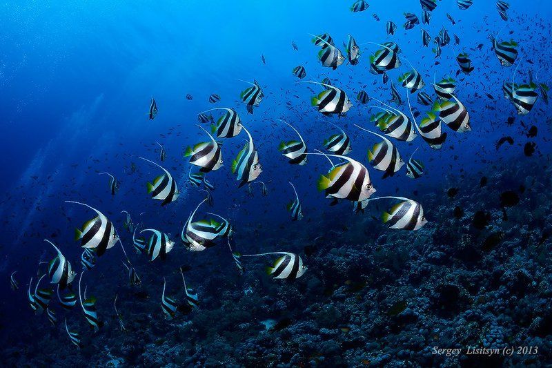 красное, море. Стайка фото превью