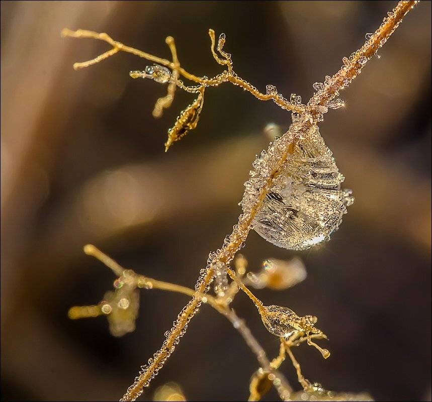 , Бурлов Андрей