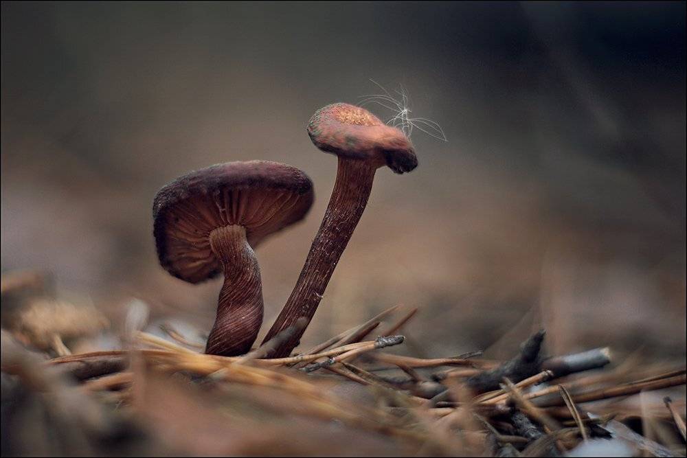 , Петриченко Валерий