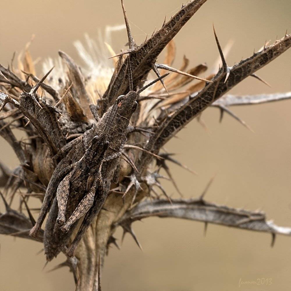 , Игорь ФУММ