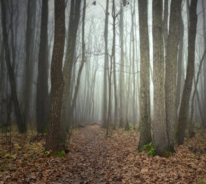 дубрава, осень, туман Зимы ждала, ждала природа... фото превью