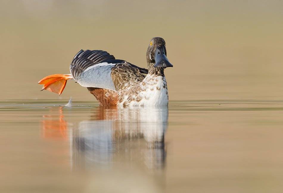 , Сергей Златков