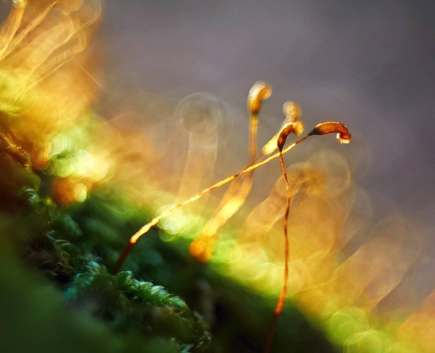 moss, nikon 1j1, wollensak cine raptar 25/2.5, мох, Alexey Gnilenkov