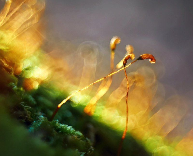 moss, nikon 1j1, wollensak cine raptar 25/2.5, мох *** фото превью