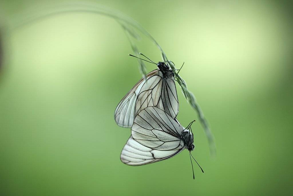 , Сергей Таланов