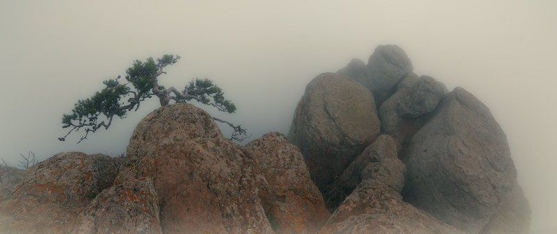 крым, демерджи Крымский бонсай фото превью