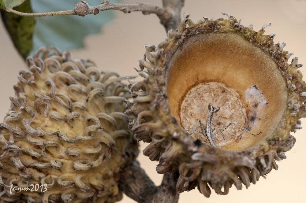 , Игорь ФУММ