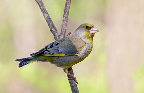 зеленушечка