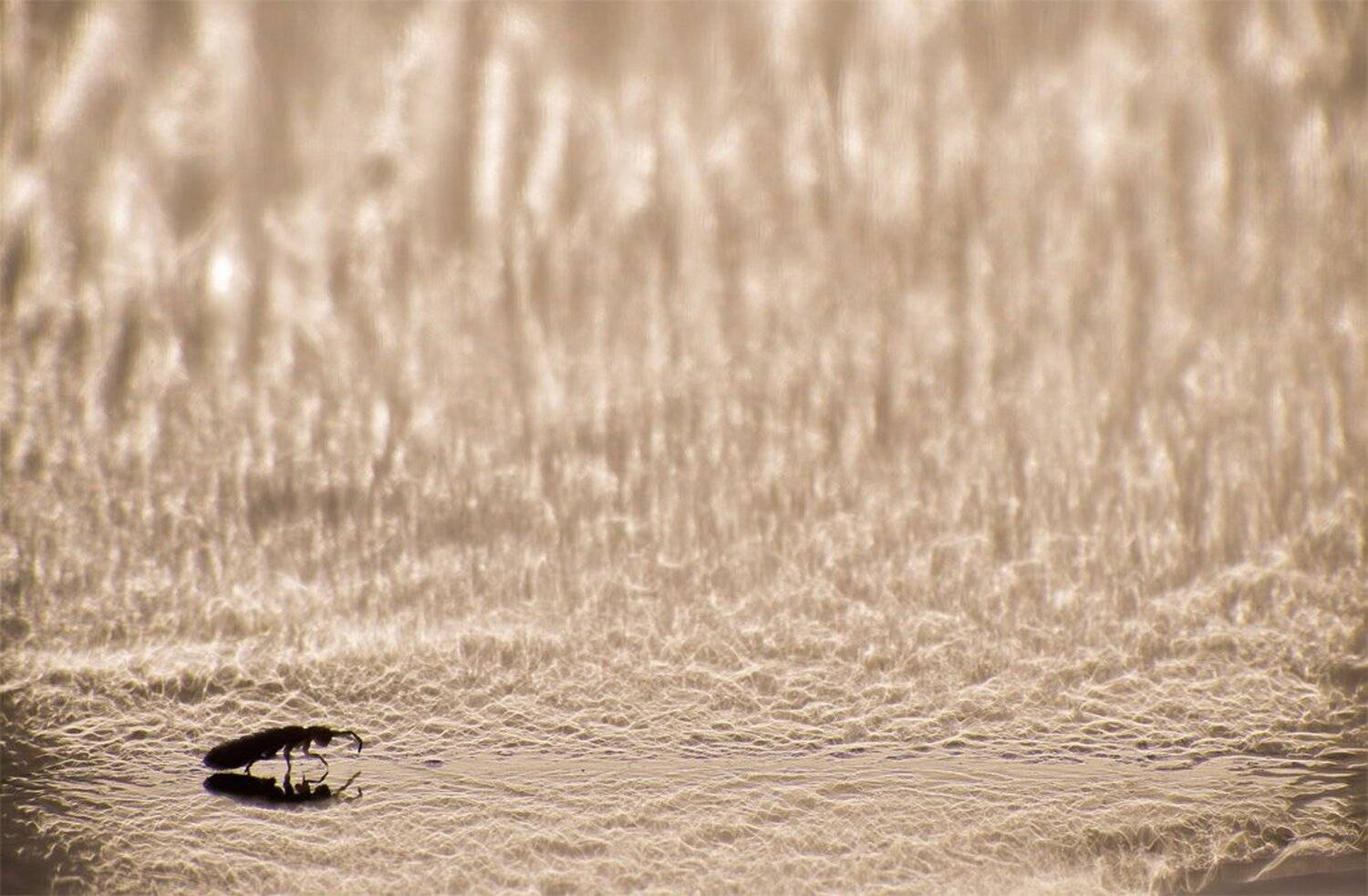 , Геннадий Мещеряков