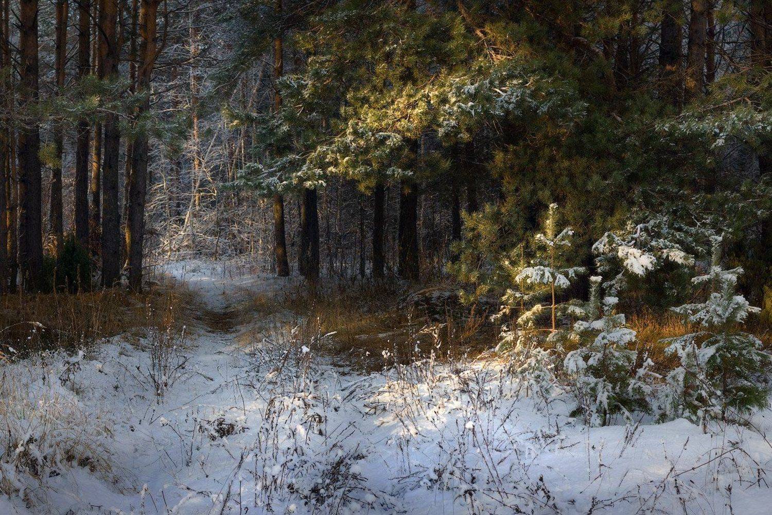 , Дмитрий Алексеев