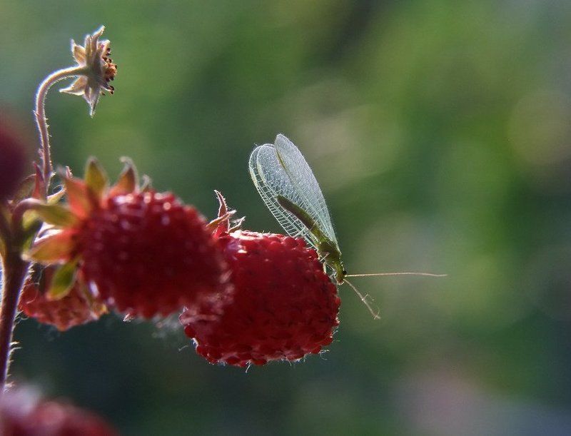 Земляничное счастье. фото превью