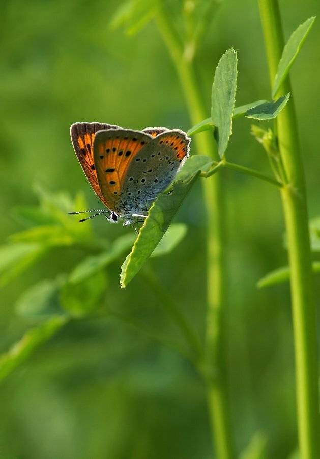 , Чепленко Алексей